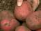 Potato  Red