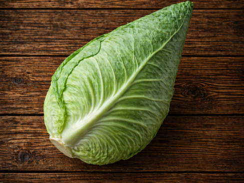 Cabbage Pointed Sp.
