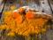 Spice Turmeric