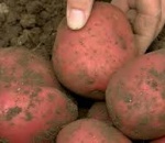 Potato  Red