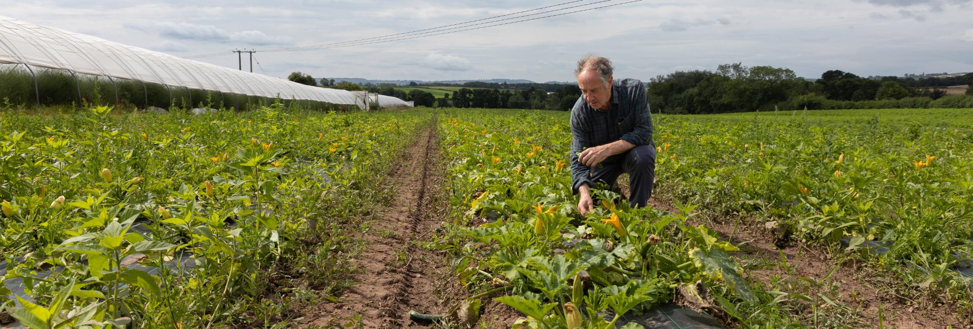 Organic Veg UK Wholesalers