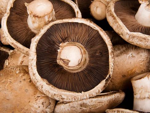 Mushroom Portabello