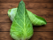 Cabbage Pointed