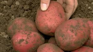 Potato  Red