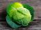 Cabbage Savoy.