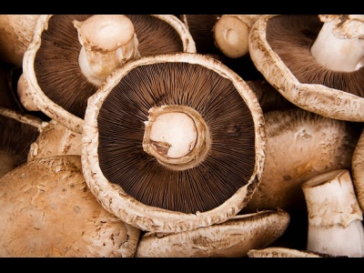 Mushroom Portabello