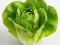 Lettuce Green