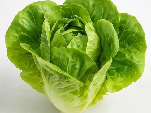 Lettuce Green